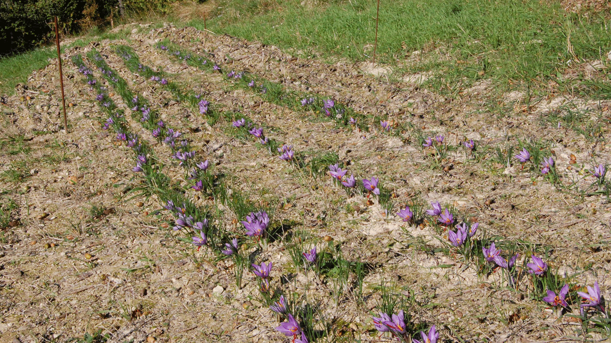 zafferano